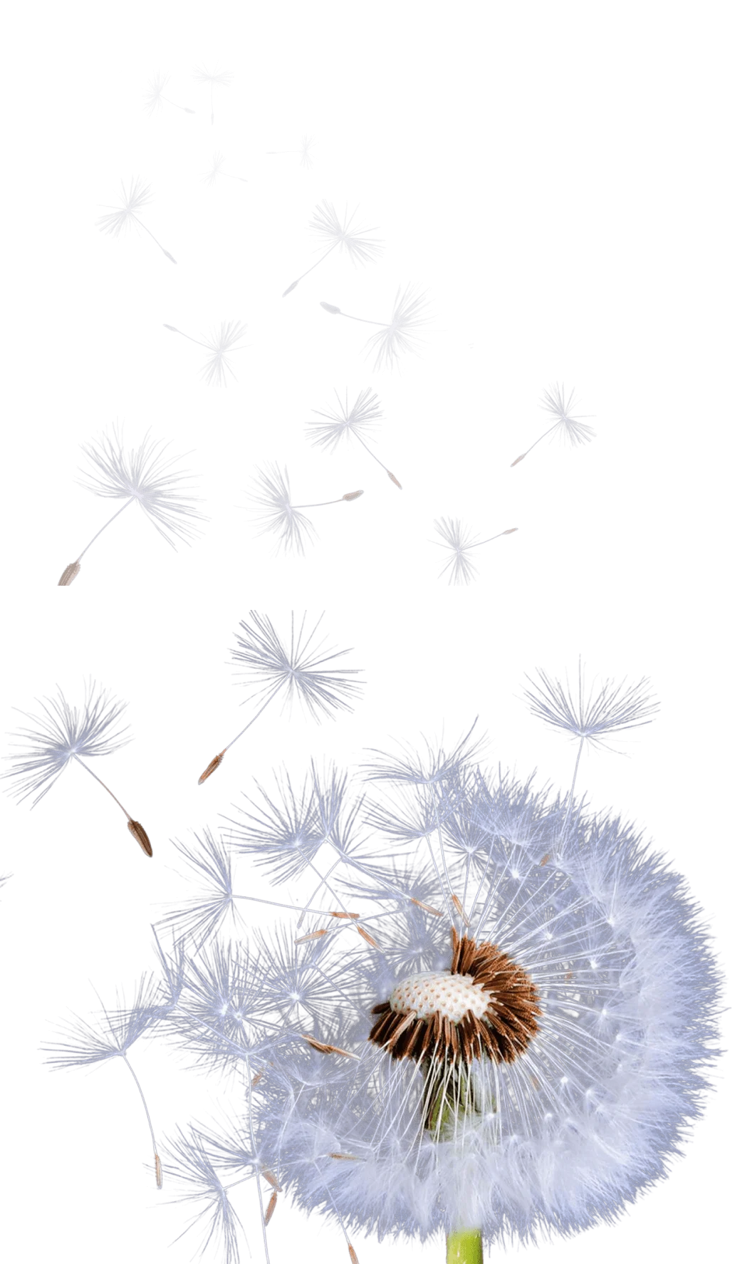 Dandelion-image-v2